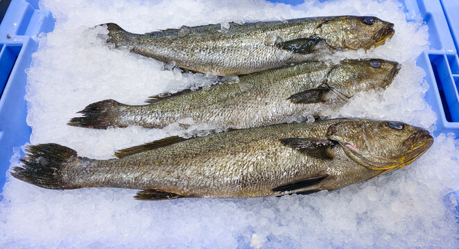 Fresh whole corvina fish on crushed ice in blue plastic box at seafood market auction
