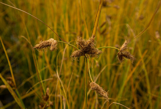 Macro shot of a seed head in the Bomba rice paddies of Pego shows detail of nature in its growing environment