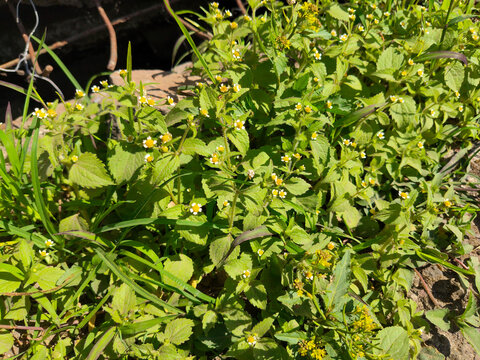 Galinsoga quadriradiata is a wild plant with rough-textured green leaves and small flowers.