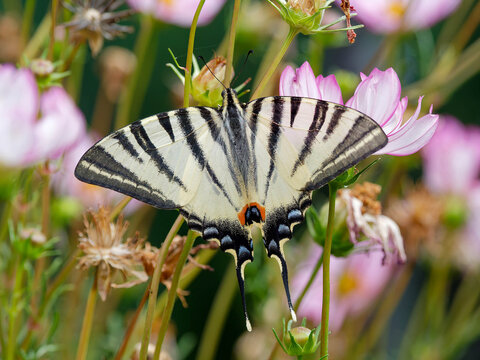 Iphiclides podalirius - Un papillon le Flamb&eacute; aux ailes d&eacute;ploy&eacute;es d'envergure triangulaire impressionnante en vol plan&eacute; au dessus de fleurs de Cosmos (Cosmos bipinatus)
