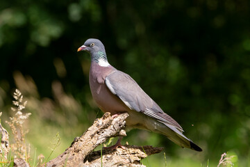 Fototapeta premium Pigeon ramier,