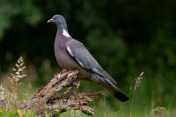 Fototapeta premium Pigeon ramier,