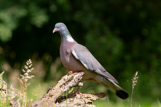 Pigeon ramier,