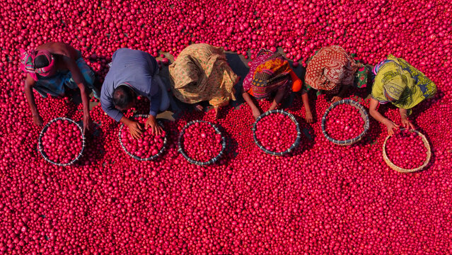Bogura, Rajshahi Division, Bangladesh - 01 March 2022: Aerial view of workers sorting and washing red potatoes in a field.