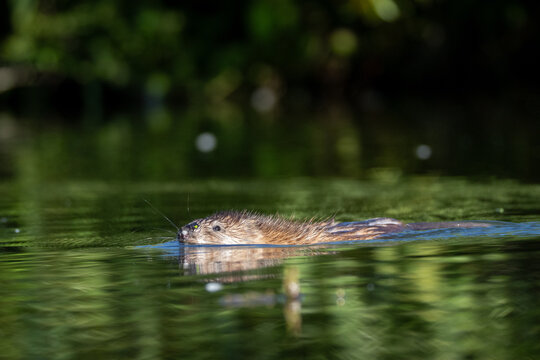 Close-up of an adult muskrat (Ondatra zibethicus) swimming in calm, clear green water with reflection, side view to the camera lens on a sunny summer evening. Wildlife photography with copy space.