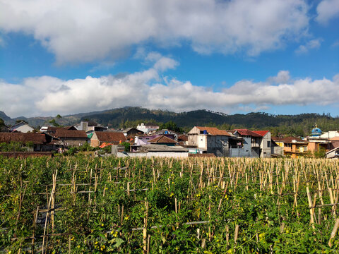 A tomato cultivation plot with bamboo supports, set against a backdrop of residential houses and hills under the open sky.