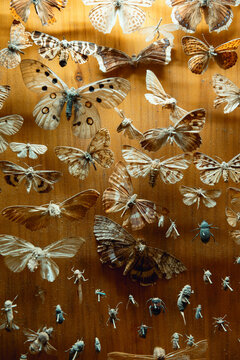 Butterflies and moths form a preserved collection