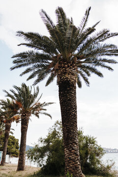 Tall palm trees rise against a bright sky on the Montenegrin Adriatic coast, representing summer, tropical lifestyle, tourism, resorts and vacation travel