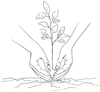 Hands planting a young tree in soil with depicts hands gently conservation environment sustainable ecofriendly development gardening seedling