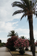 Fototapeta premium Coastal promenade lined with blooming oleander and palm trees in Bar, Montenegro, ideal for tourism, landscaping, vacation and Mediterranean lifestyle concepts