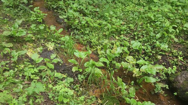 Green vegetation growing along a small stream in a lush environment  