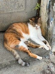 Sleeping Cat © Rosiec