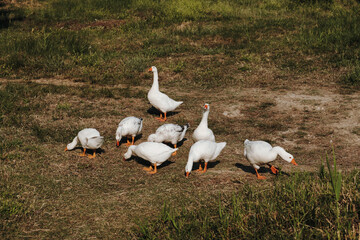 A flock of white geese grazes together on dry grass. The natural scene suits farming, animal care, agriculture, rural life and food production concepts © Ekaterina