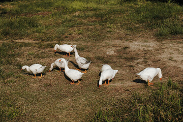 A flock of white geese grazes together on dry grass. The natural scene suits farming, animal care, agriculture, rural life and food production concepts © Ekaterina