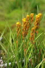 Beinbrech, Moorlilie, seltene unter Naturschutz stehende Pflanze im Moor, gelbe Blüten - Narthecium ossifragum © Birgit Puck