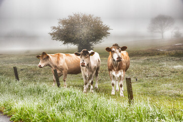 Three cows lined up next to a barbed-wire fence, gazing into the camera amidst soft mist while grazing in a pasture in with extra contrast and created somewhat like a painting Simrishamn, Sweden © Ove