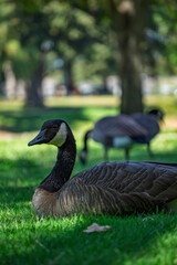 Canada goose resting on green grass in a public park © Cam