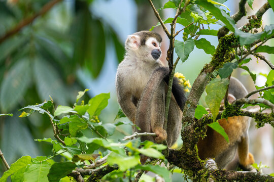 Ecuadorian squirrel monkey (Saimiri cassiquiarensis macrodon) in a tree, in Archidona, Ecuador