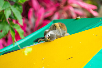 Ecuadorian squirrel monkey (Saimiri cassiquiarensis macrodon) playing on an umbrella at a lodge, in Archidona, Ecuador © Angela