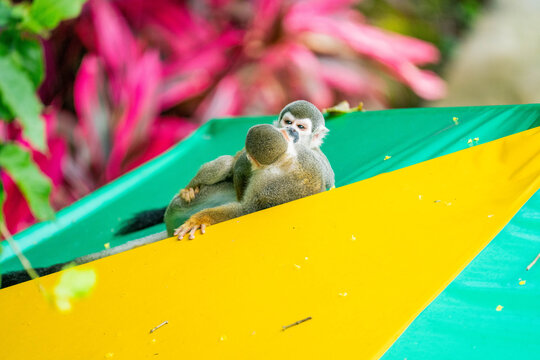 Ecuadorian squirrel monkey (Saimiri cassiquiarensis macrodon) playing on an umbrella at a lodge, in Archidona, Ecuador