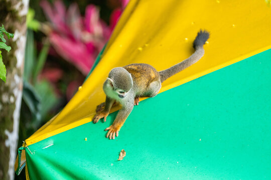 Ecuadorian squirrel monkey (Saimiri cassiquiarensis macrodon) on an umbrella at a lodge, in Archidona, Ecuador