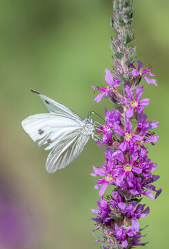 Un papillon Pi&eacute;ride du navet sur une salicaire commune