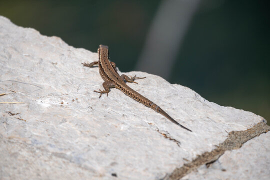 Small Brown Lizard Basking on Sunlit Rock in Natural Habitat, Wild Reptile and European Wildlife Close Up