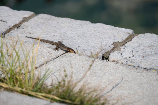 Small Brown Lizard Basking on Sunlit Rock in Natural Habitat, Wild Reptile and European Wildlife Close Up
