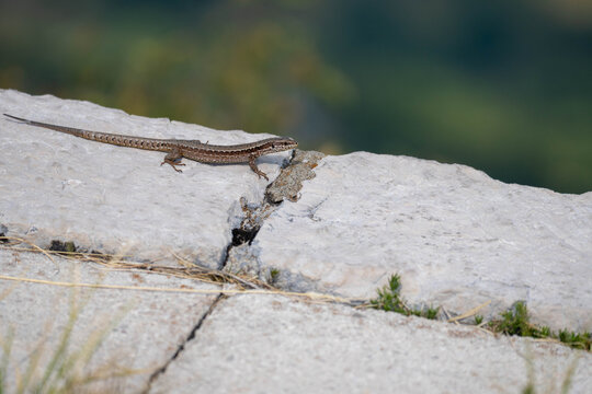 Small Brown Lizard Basking on Sunlit Rock in Natural Habitat, Wild Reptile and European Wildlife Close Up