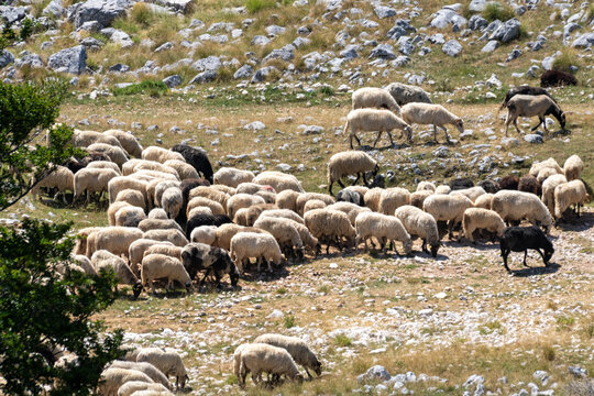 flock of sheep in a field