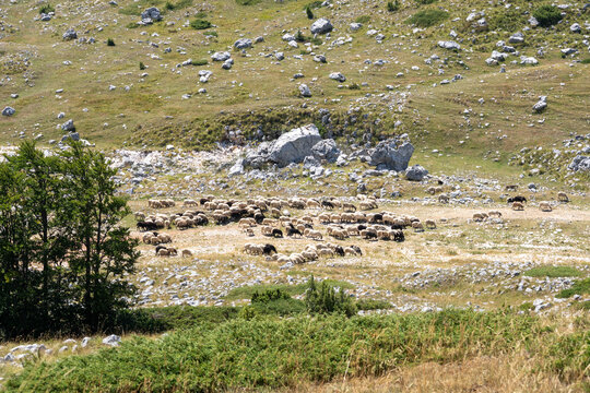 Sheep and Goats Grazing on Rocky Mountain Pasture in Montenegro, Traditional Rural Farming and Mediterranean Highland Landscape
