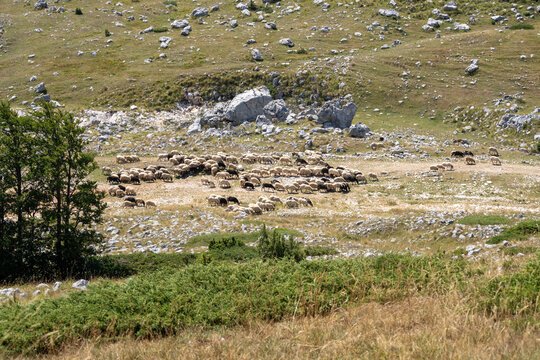 Sheep and Goats Grazing on Rocky Mountain Pasture in Montenegro, Traditional Rural Farming and Mediterranean Highland Landscape