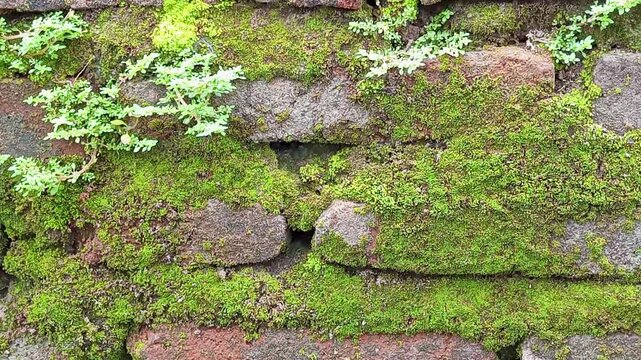 Moss is a small plant belonging to the group Bryophyta. Unlike higher plants, mosses do not have true roots, stems, or leaves.