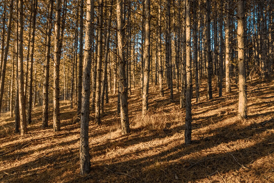 coucher de soleil &agrave; travers les arbres dans une for&ecirc;t