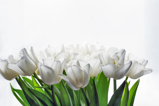 White tulip flowers blooming in spring closeup on white.