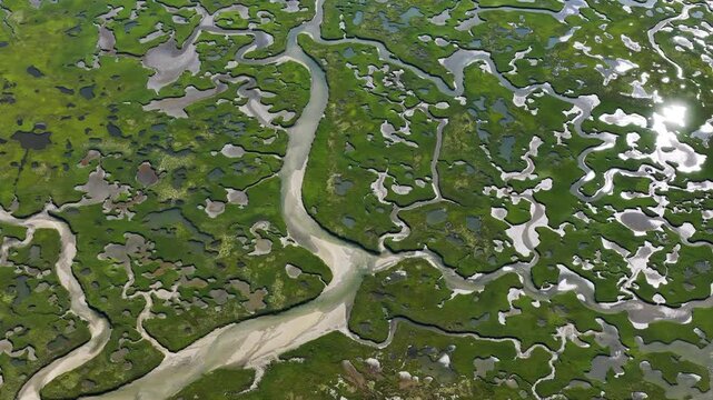 A myriad of channels meander through an extensive, sunlit salt marsh on the coast of Cape Cod, MA. Marshes provide critical habitat for many birds, fish, and invertebrates to feed, mate, and nest.
