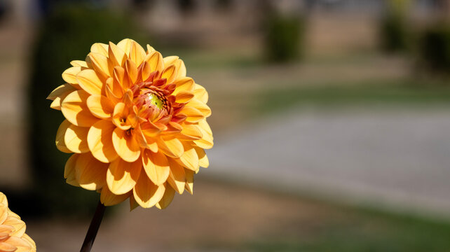 Blooming orange dahlia flower with blurred background and copy space
