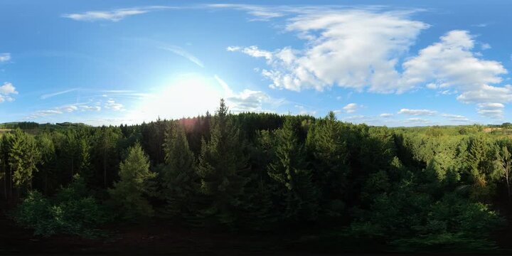 360 aerial shot descending slowly through green spruce branches in woodland 8K.