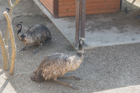 Two emus are seen in a sandy enclosure. One emu is standing upright while the other is resting on the ground. The background features a wooden structure.