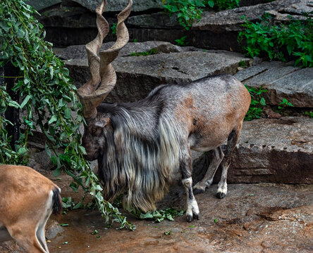 Markhor male eats leaves in the enclosure. Latin name - Capra falconeri	
