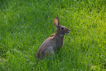 Bunny Rabbit on a Lawn © Kevin