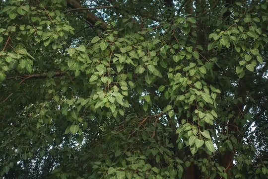 Dense green foliage of the Bodhi tree Ficus religiosa forming a lush natural tropical botanical background
