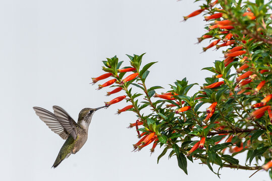 Hummingbird with outstretched wings feeding from Vermillionaire plant while in flight