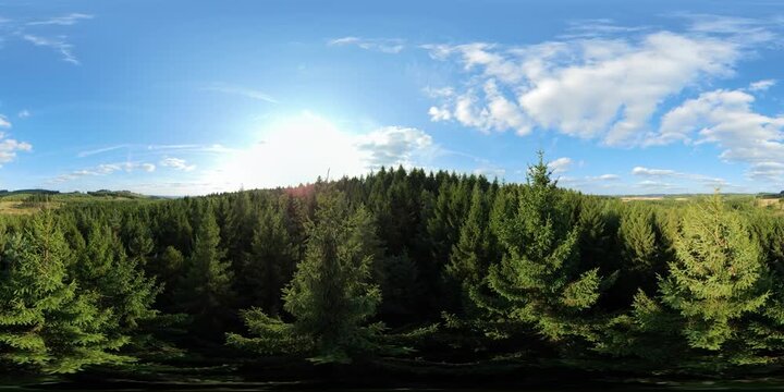 360 drone POV with bright sunbeams breaking through tall spruce branches 8K.