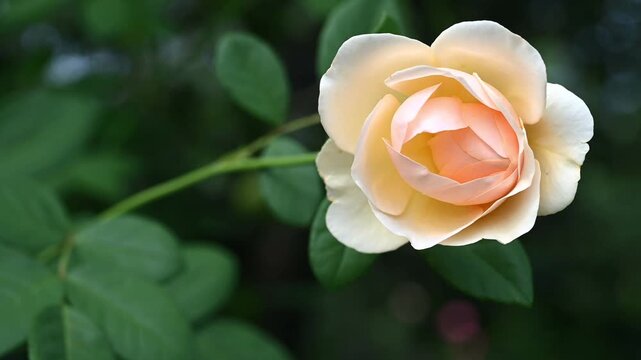 Close-up of a beautiful creamy peach rose blooming among lush green leaves in a garden. The delicate layered petals and soft warm colors stand out against a dark natural background. Floral, botanical 