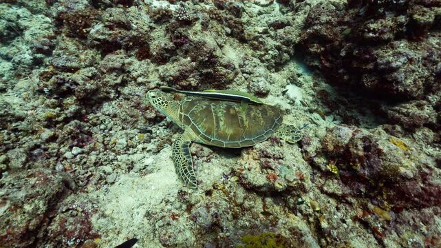 Underwater shot of large green turtle with remora swimming away from reef and diver, Peleliu, Palau