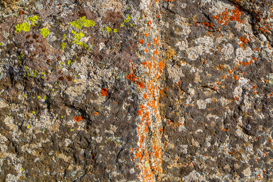 Close-up of Textured Rock Surface Covered with Vibrant Lichen