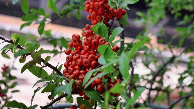 Real time 4K close up video of vibrant red firethorn berries hanging in clusters on a green shrub branch outdoors.