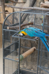 A vibrant blue macaw perched on a cage. The bird has a yellow patch on its face and is surrounded by wooden branches. The setting is natural and rustic. © Татьяна Зернова