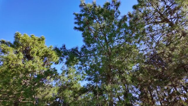 Tall green pine trees with dense needles stand against a clear bright blue sky in daylight.